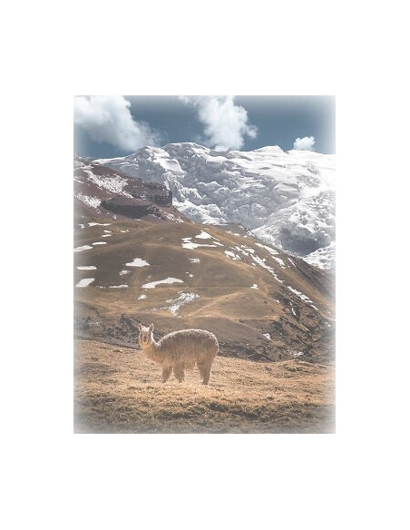 WiK kojinės žiemai